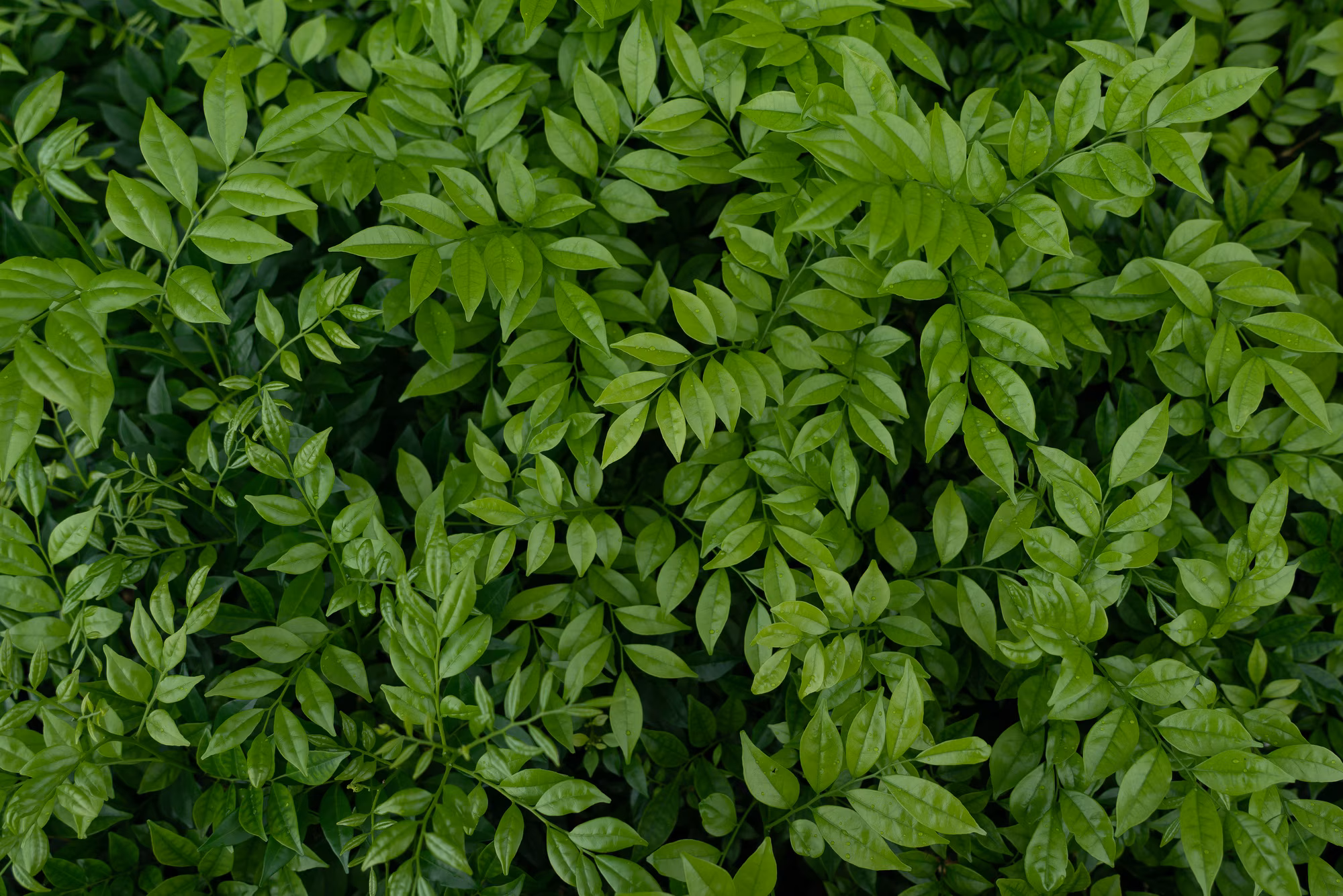 Hojas verdes